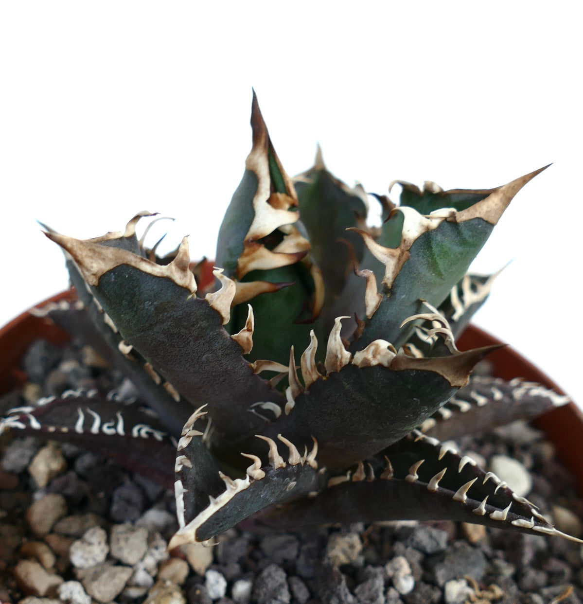 Agave titanota cv DARK KNIGHT (dark body & white spines)