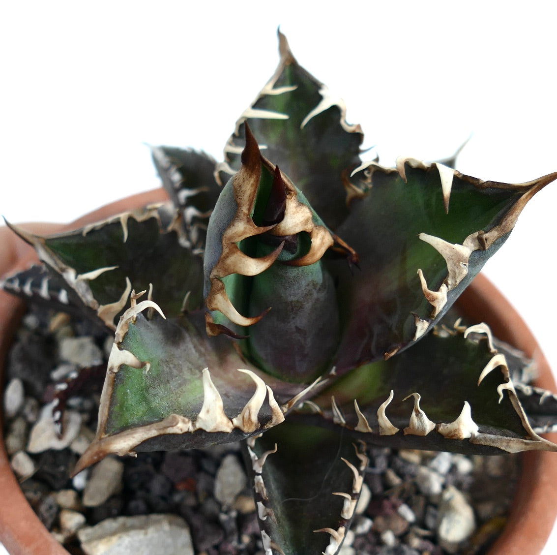 Agave titanota cv DARK KNIGHT (dark body & white spines)