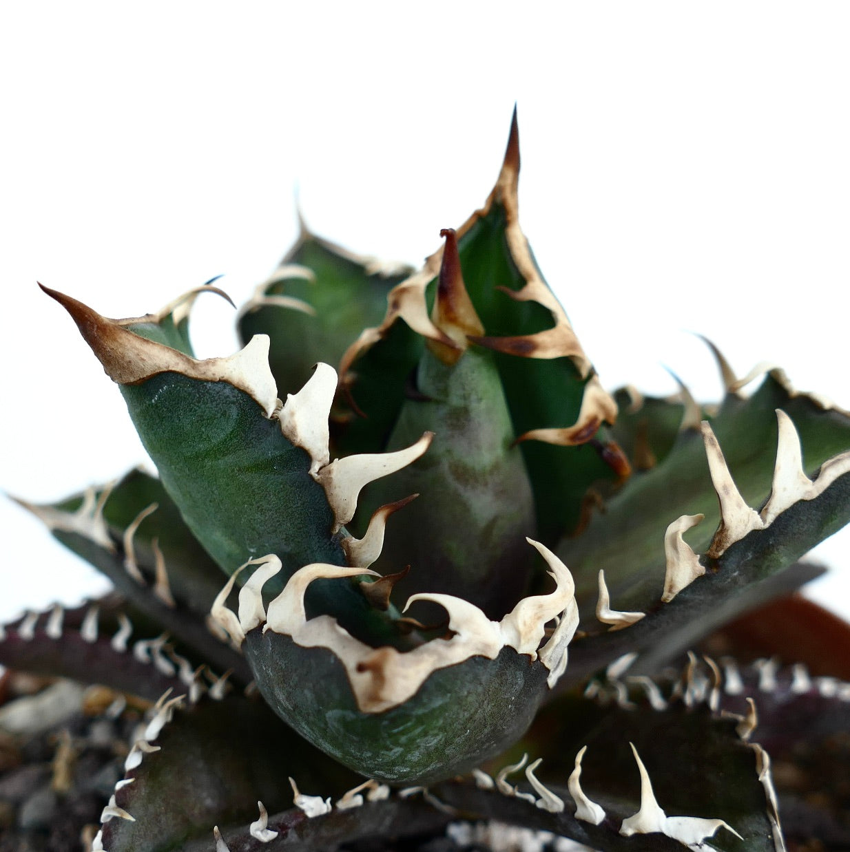 Agave titanota cv DARK KNIGHT (dark body & white spines)