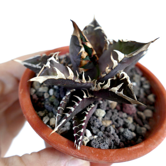 Suculenta Agave titanota con hojas moradas oscuras y espinas blancas prominentes en una maceta pequeña