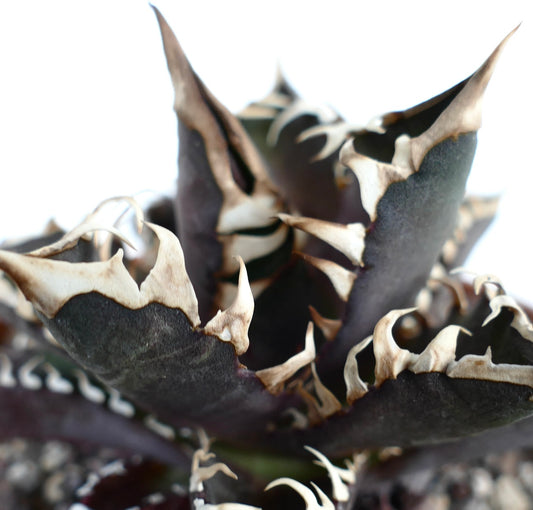 Agave titanota cv DARK KNIGHT (dark body & white spines)