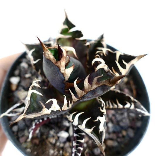 Agave titanota cv DARK KNIGHT (dark body & white spines)