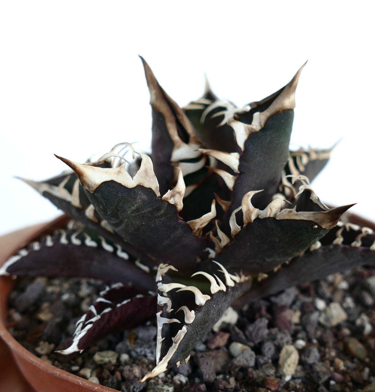 Agave titanota cv DARK KNIGHT (dark body & white spines)