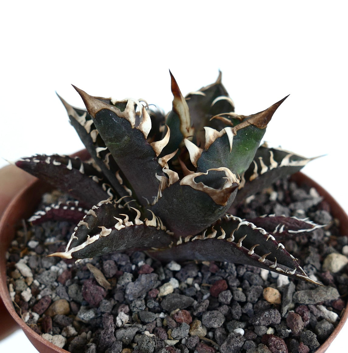 Agave titanota cv DARK KNIGHT (dark body & white spines)