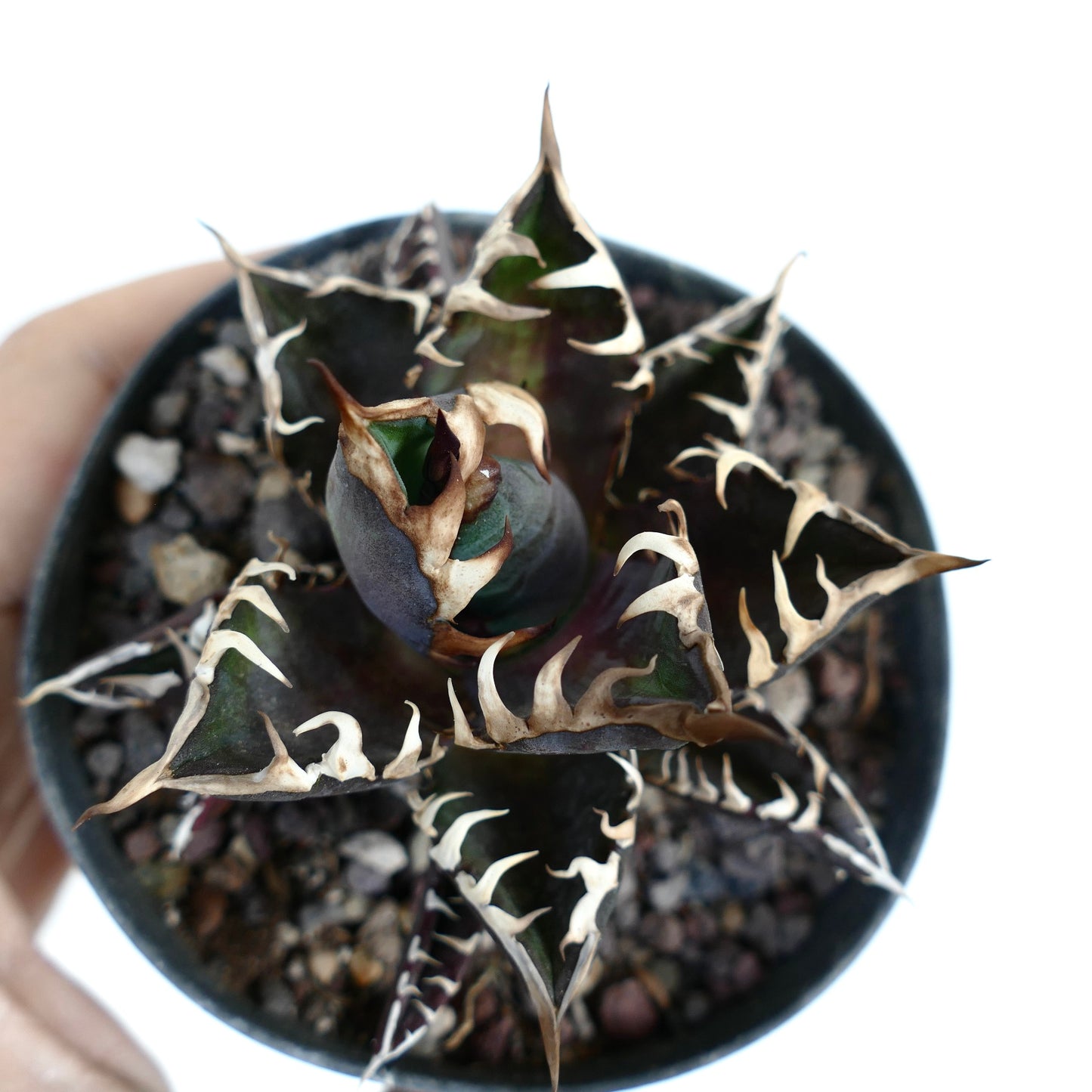 Agave titanota 