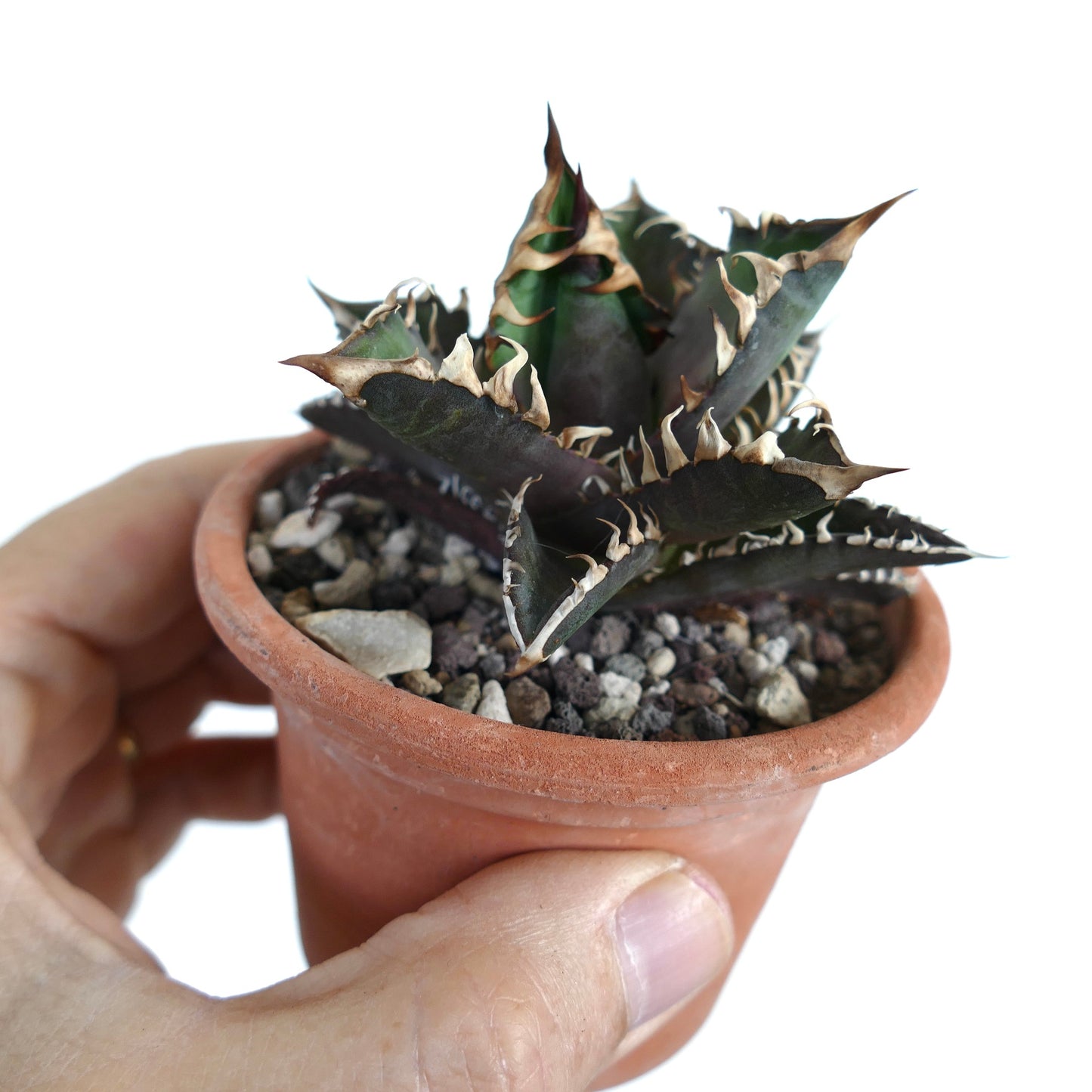 Agave titanota cv DARK KNIGHT (dark body & white spines)