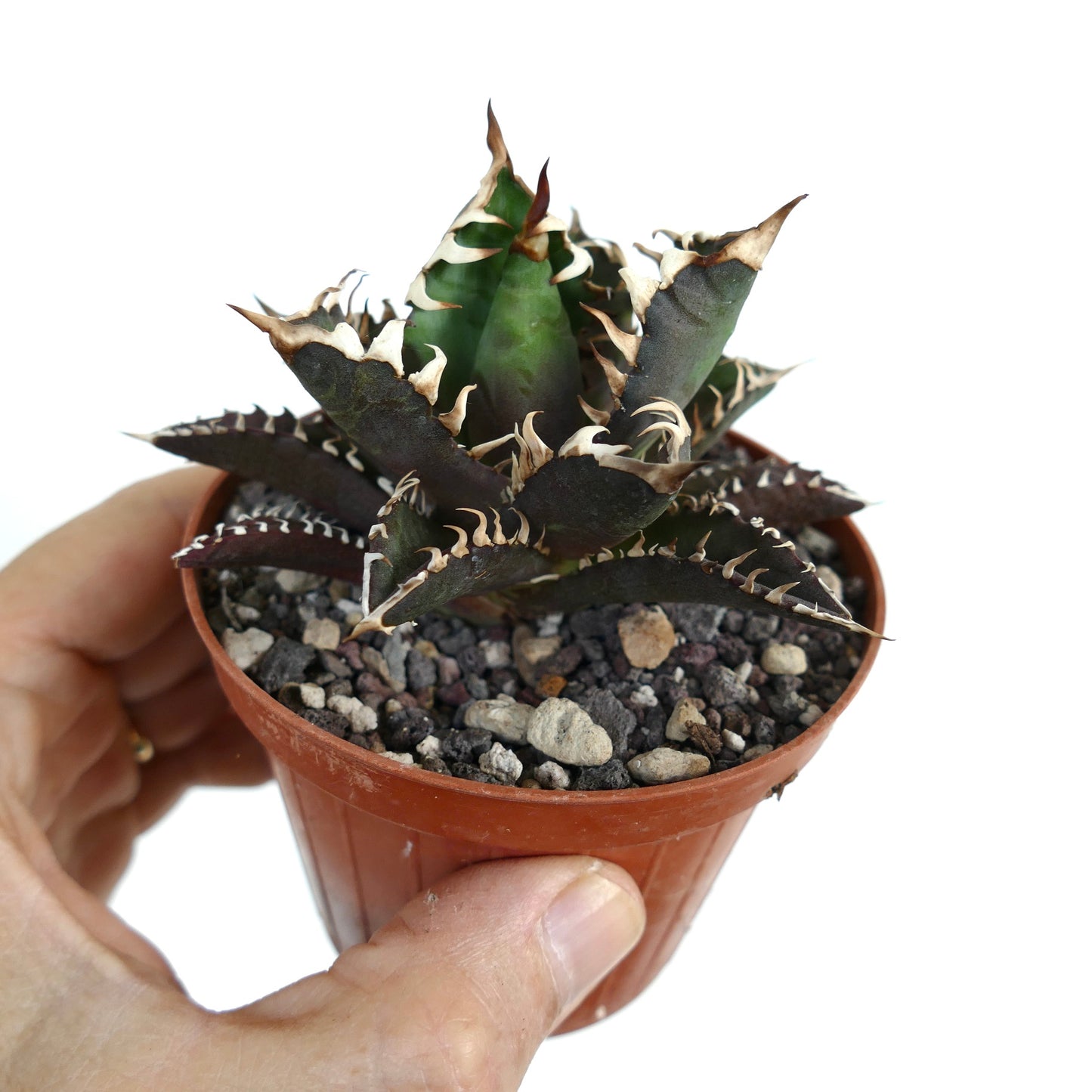 Agave titanota cv DARK KNIGHT (dark body & white spines)