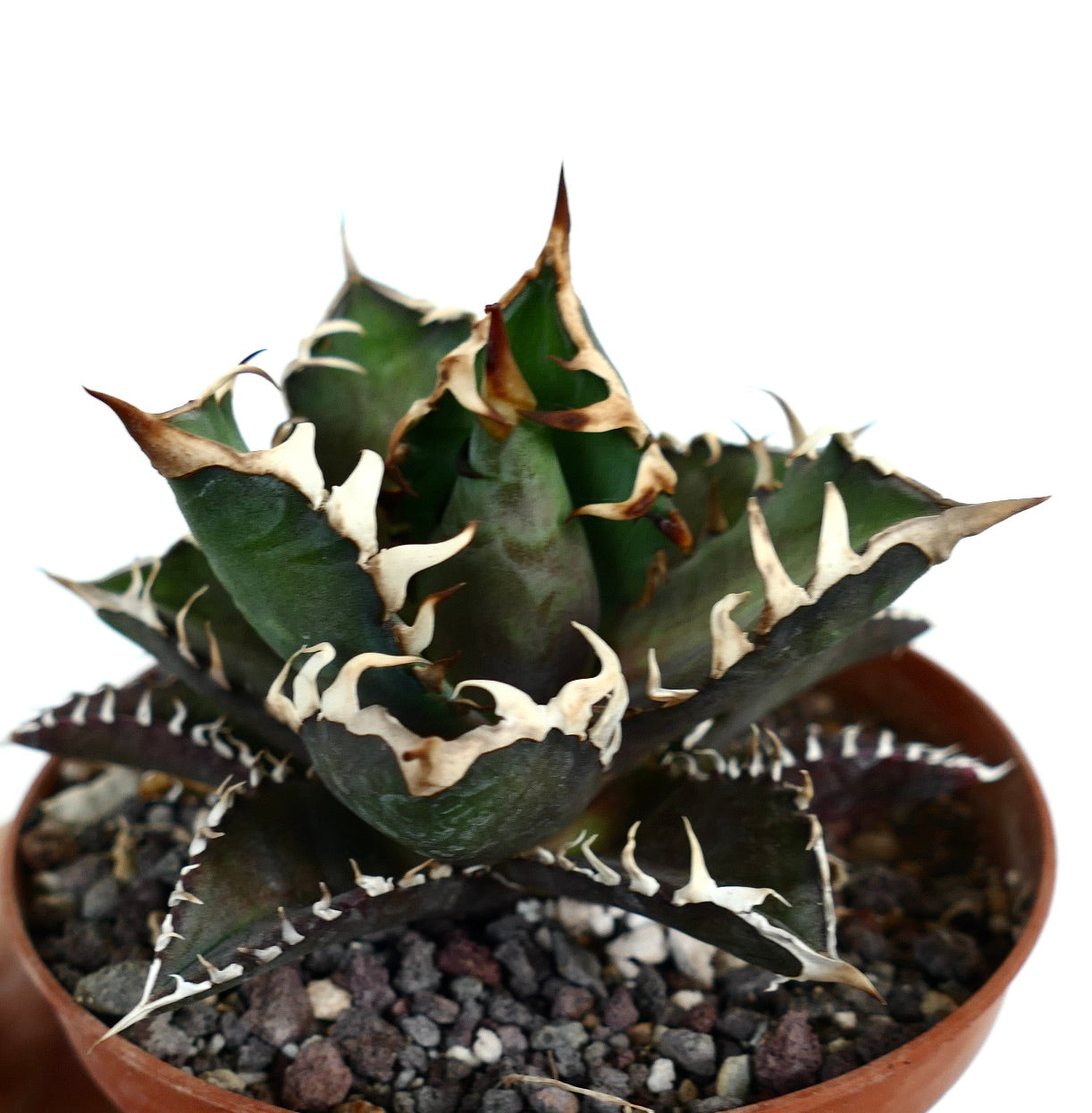 Agave titanota cv DARK KNIGHT (dark body & white spines)