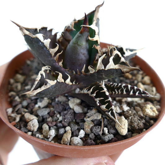 Agave titanota 'DARK KNIGHT' succulent with dark thick leaves and prominent white spines in pot