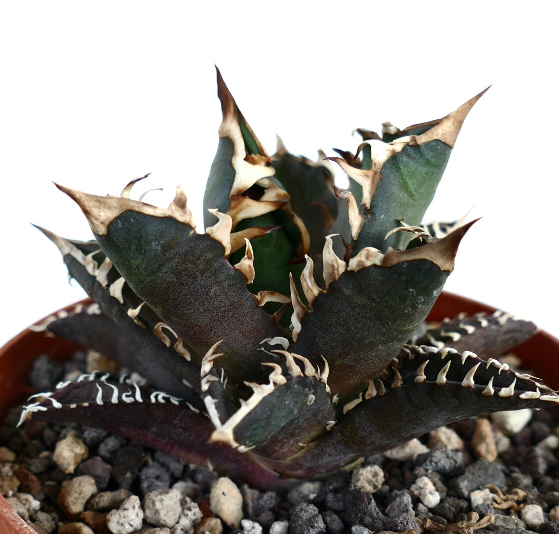 Agave titanota 