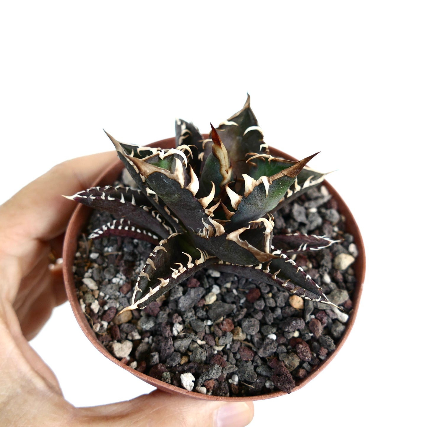 Agave titanota cv DARK KNIGHT (dark body & white spines)