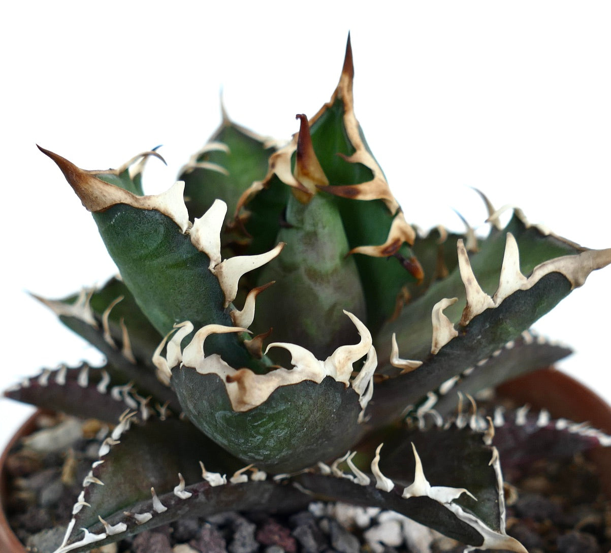 Agave titanota 