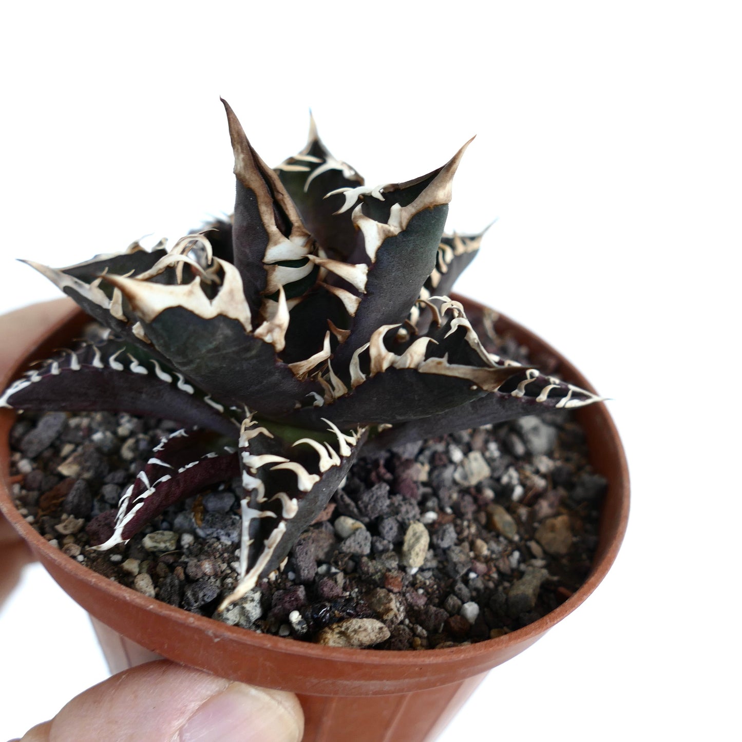 Agave titanota cv DARK KNIGHT (dark body & white spines)