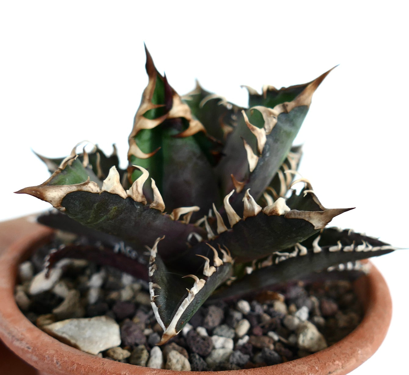 Agave titanota 