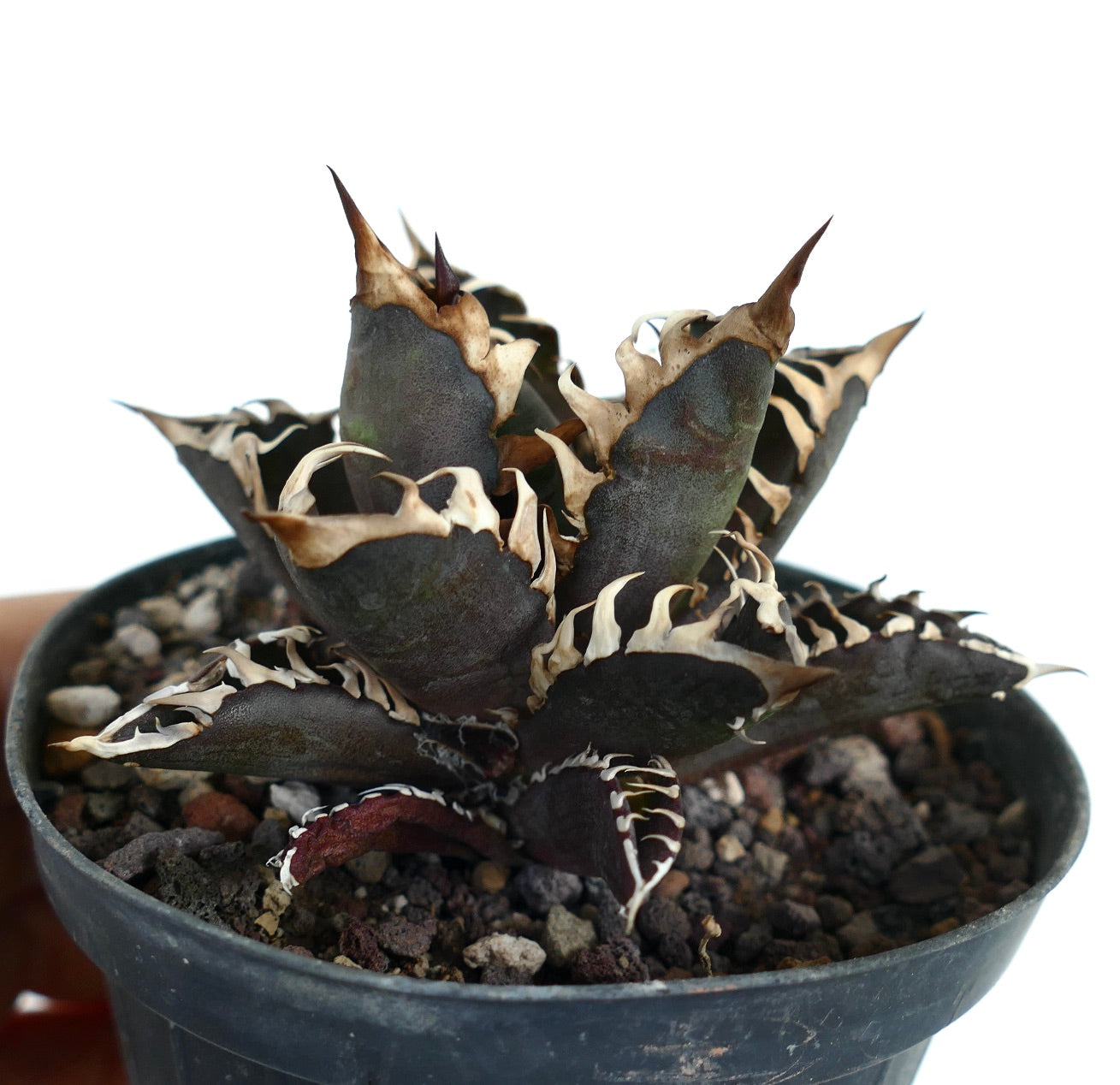 Agave titanota cv DARK KNIGHT (dark body & white spines)