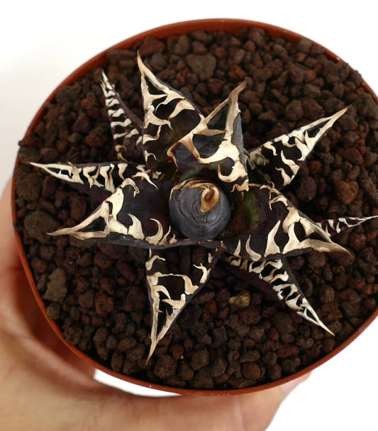 アガベ・タイタノタ cv DARK KNIGHT 多肉植物 ダークパープルの葉と鮮やかな白い模様の鉢植え