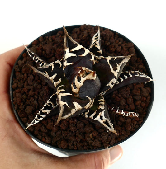 Agave titanota succulent with dark purple leaves and distinctive white margins in small pot