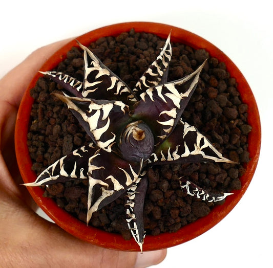 アガベ・タイタノタ cv DARK KNIGHT 多肉植物 ダークパープルの葉と白い縁取りの鉢植え