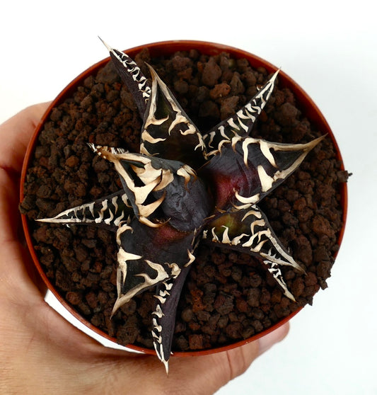 アガベ・タイタノタ cv ダークナイト ダークリーフと特徴的な白い棘を持つ多肉植物（鉢植え）