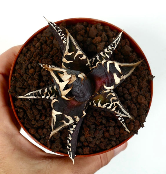 Agave titanota cv DARK KNIGHT | Dark body & white spines | Buy Now |