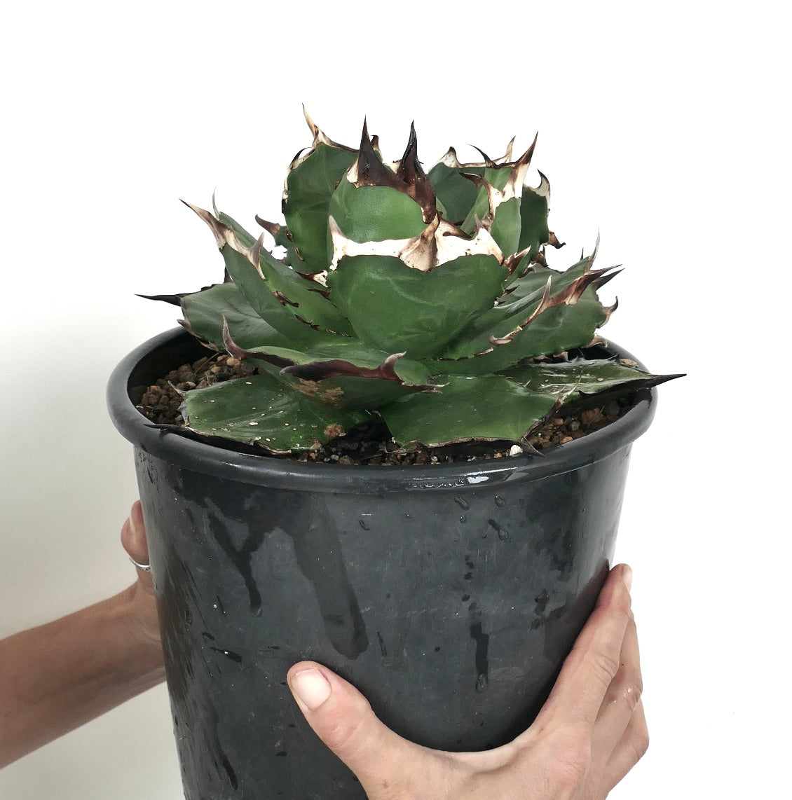 Agave titanota cv FORESTA NERA BH2