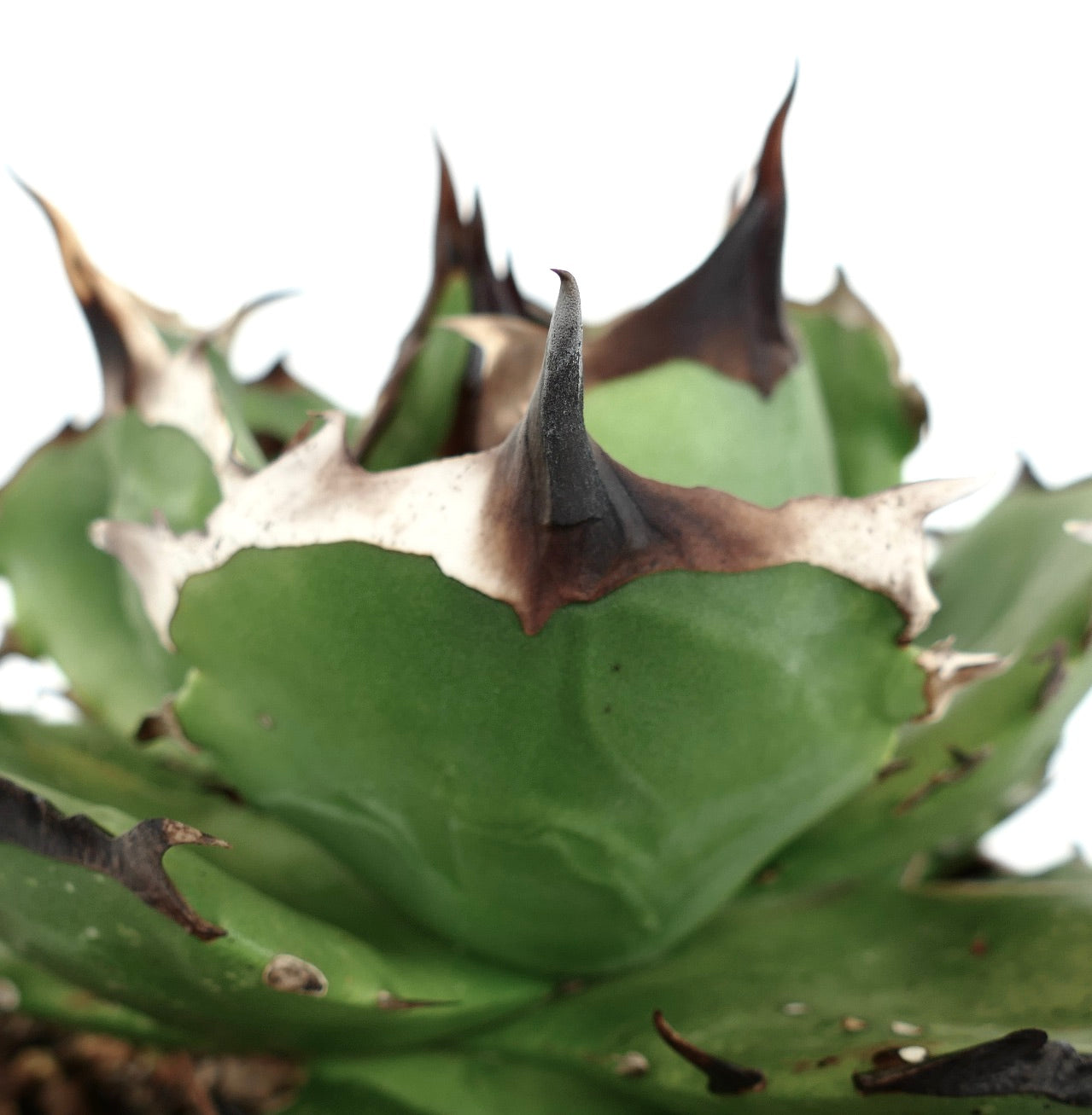 Agave titanota cv FORESTA NERA MM4