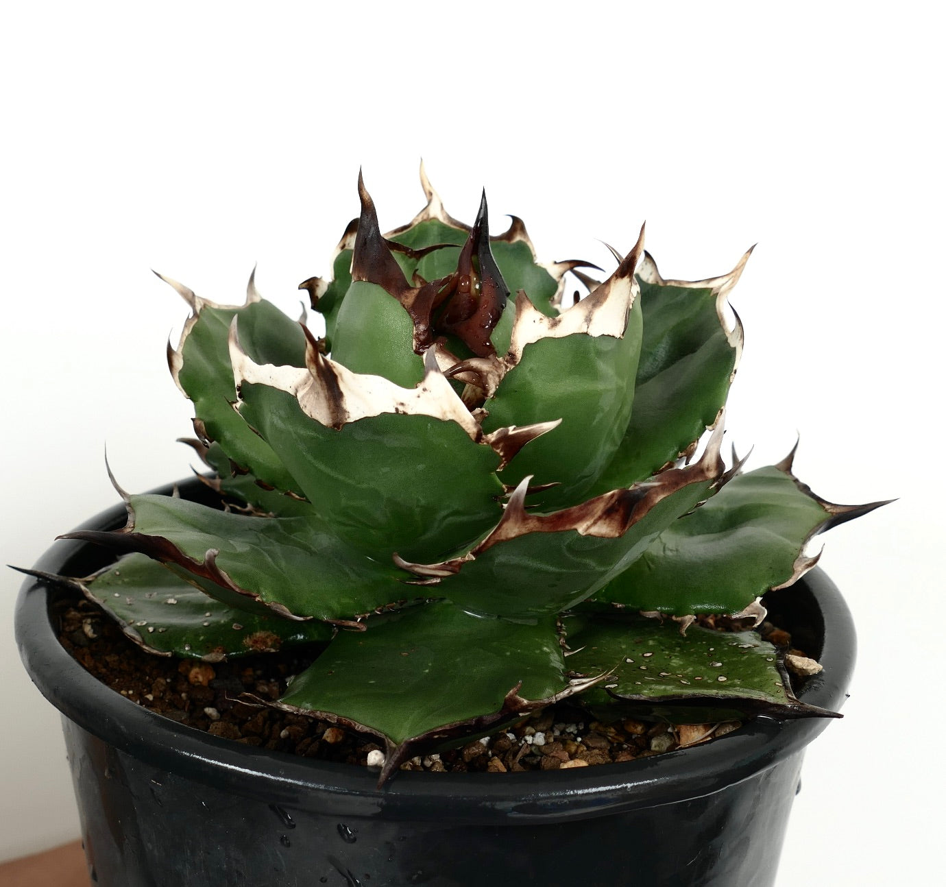 Agave titanota cv FORESTA NERA BH2