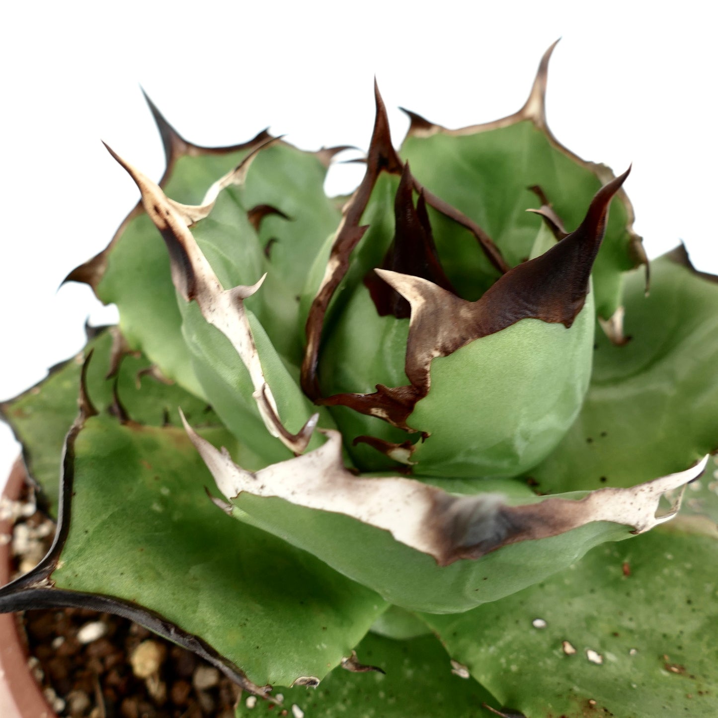 Agave titanota cv FORESTA NERA MM4