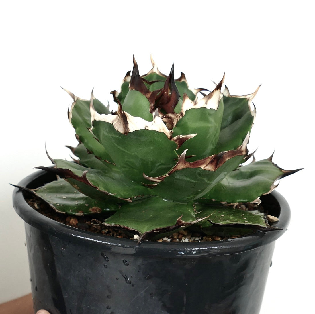 Agave titanota cv FORESTA NERA BH2