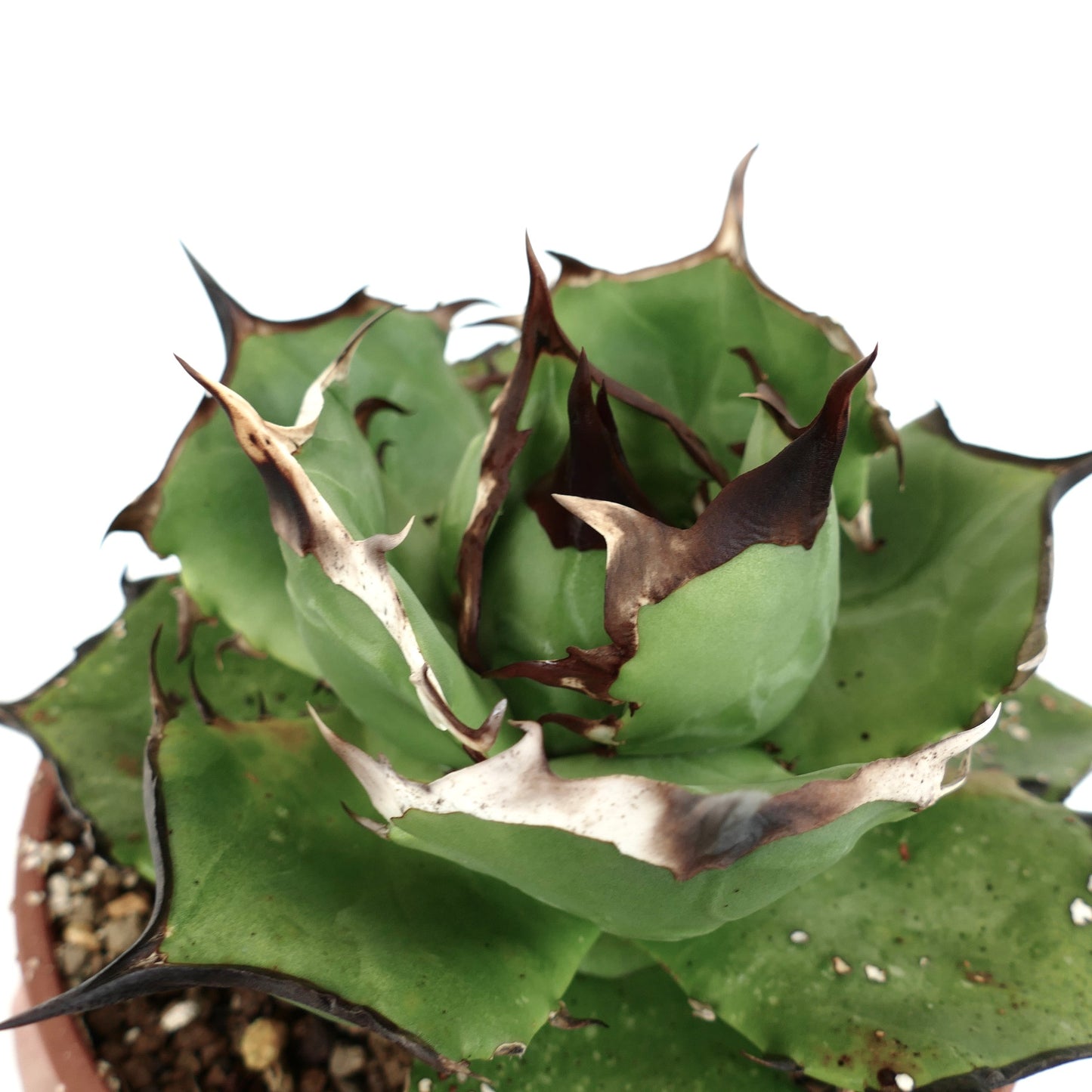 Agave titanota cv FORESTA NERA MM4