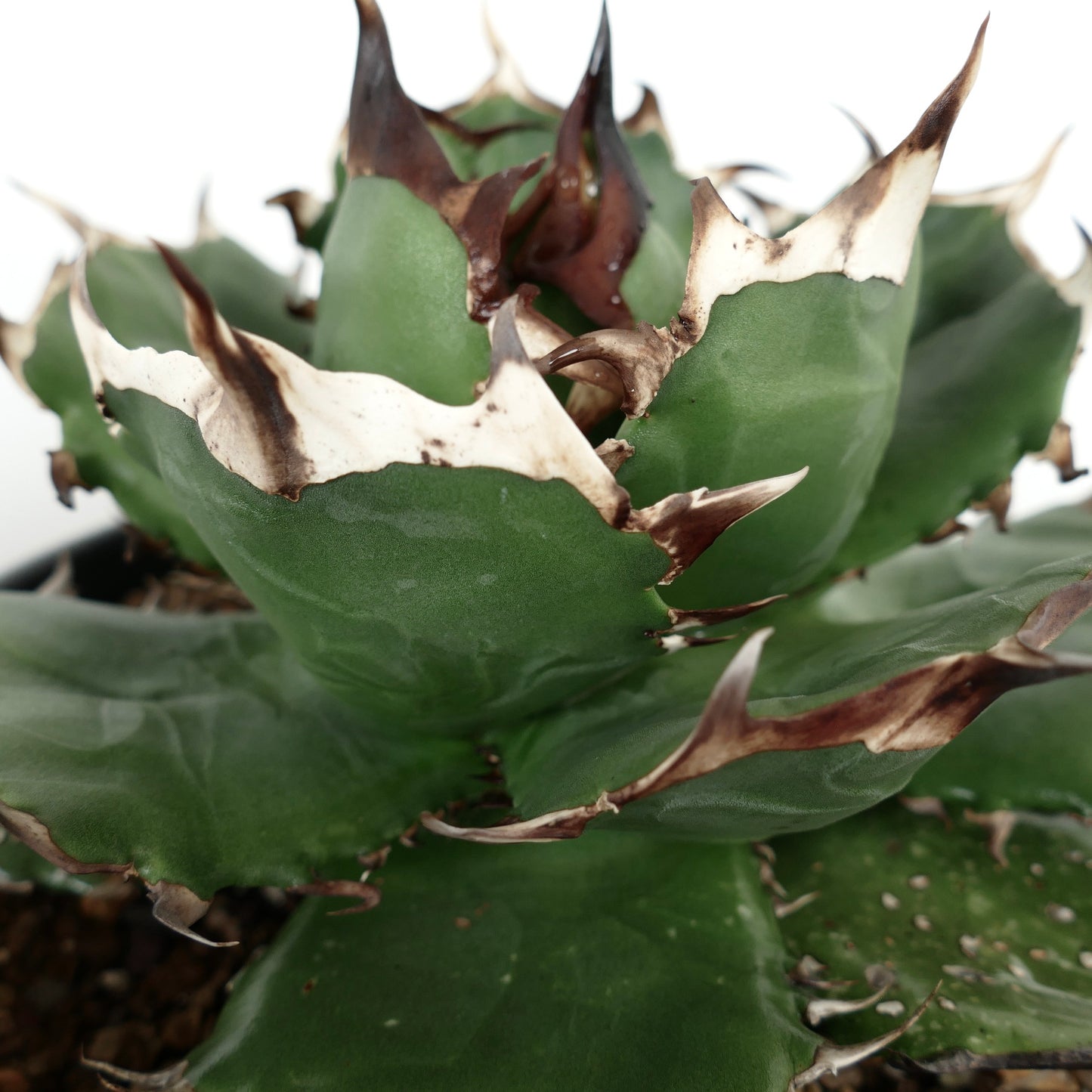 Agave titanota cv FORESTA NERA BH2