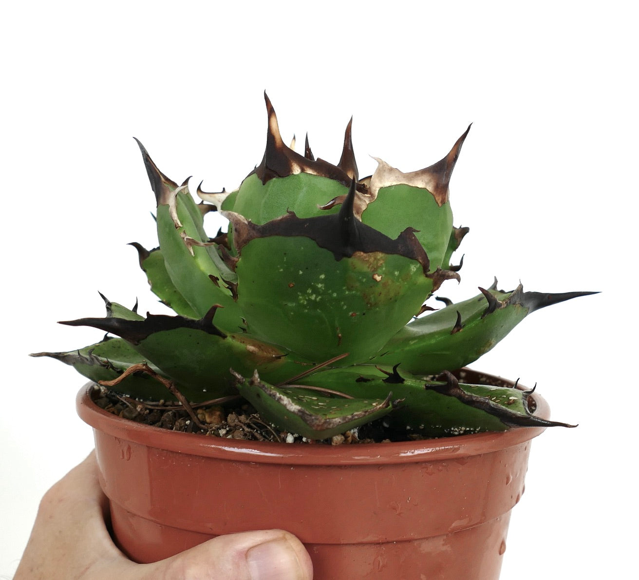 Agave titanota cv FORESTA NERA MM4