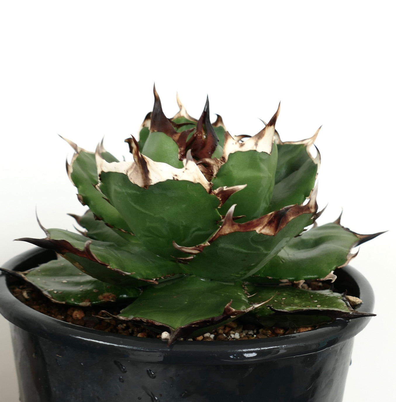 Agave titanota cv FORESTA NERA BH2