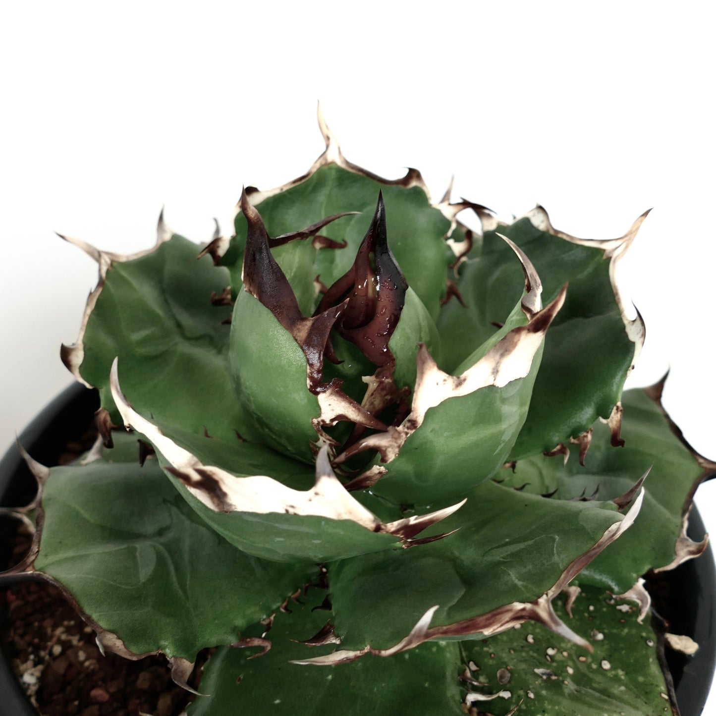 Agave titanota cv FORESTA NERA BH2