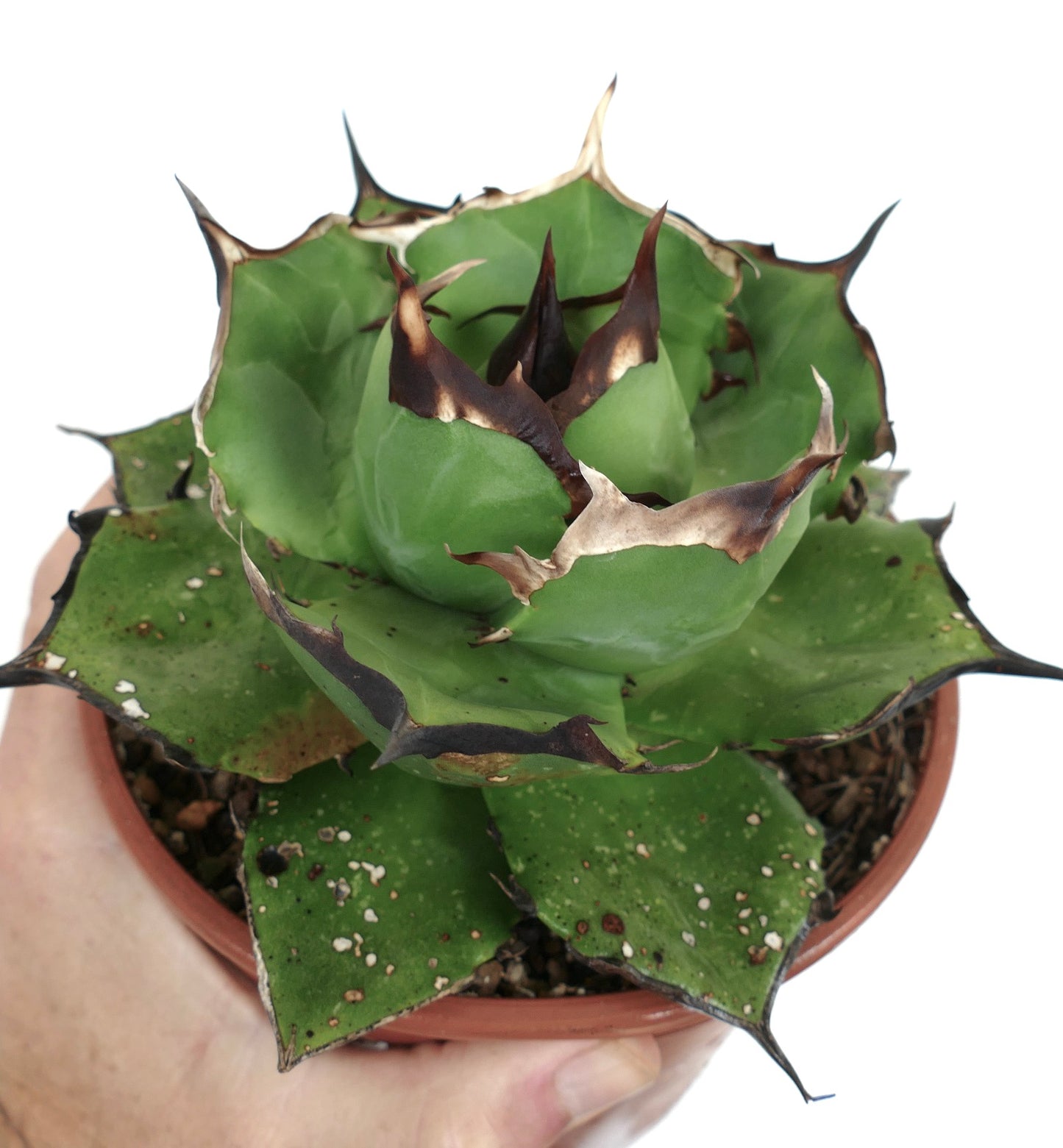 Agave titanota cv FORESTA NERA MM4