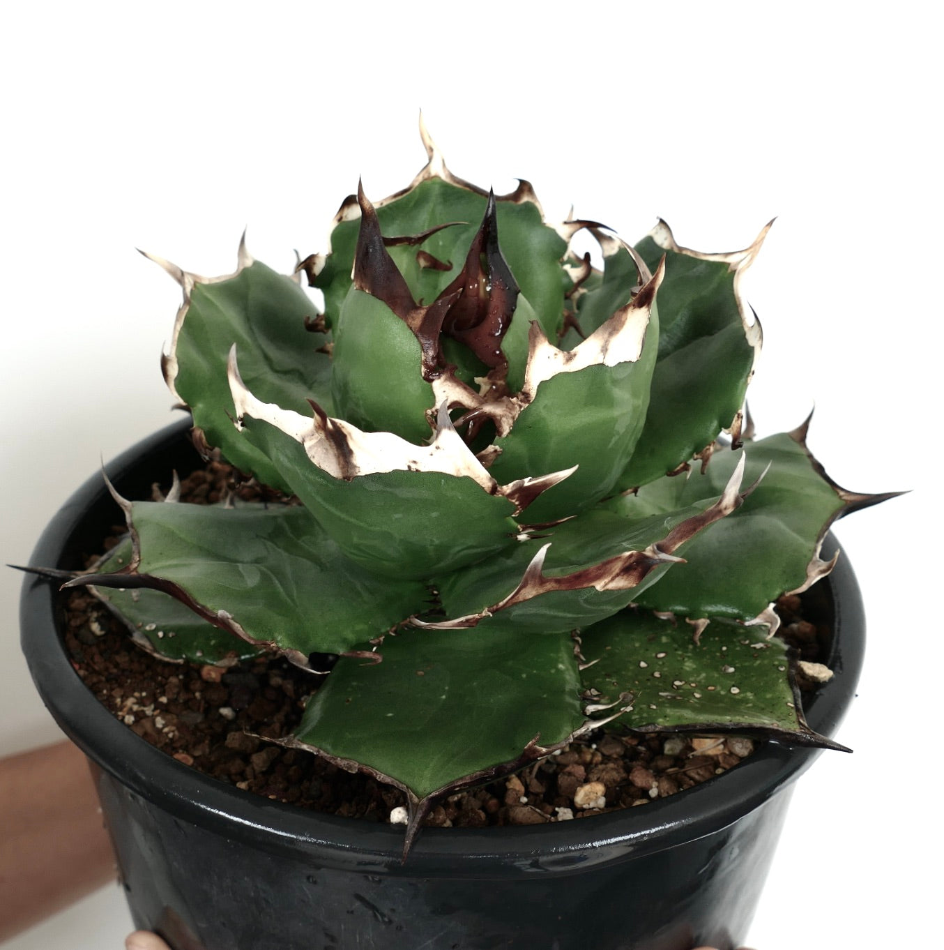 Agave titanota cv FORESTA NERA BH2