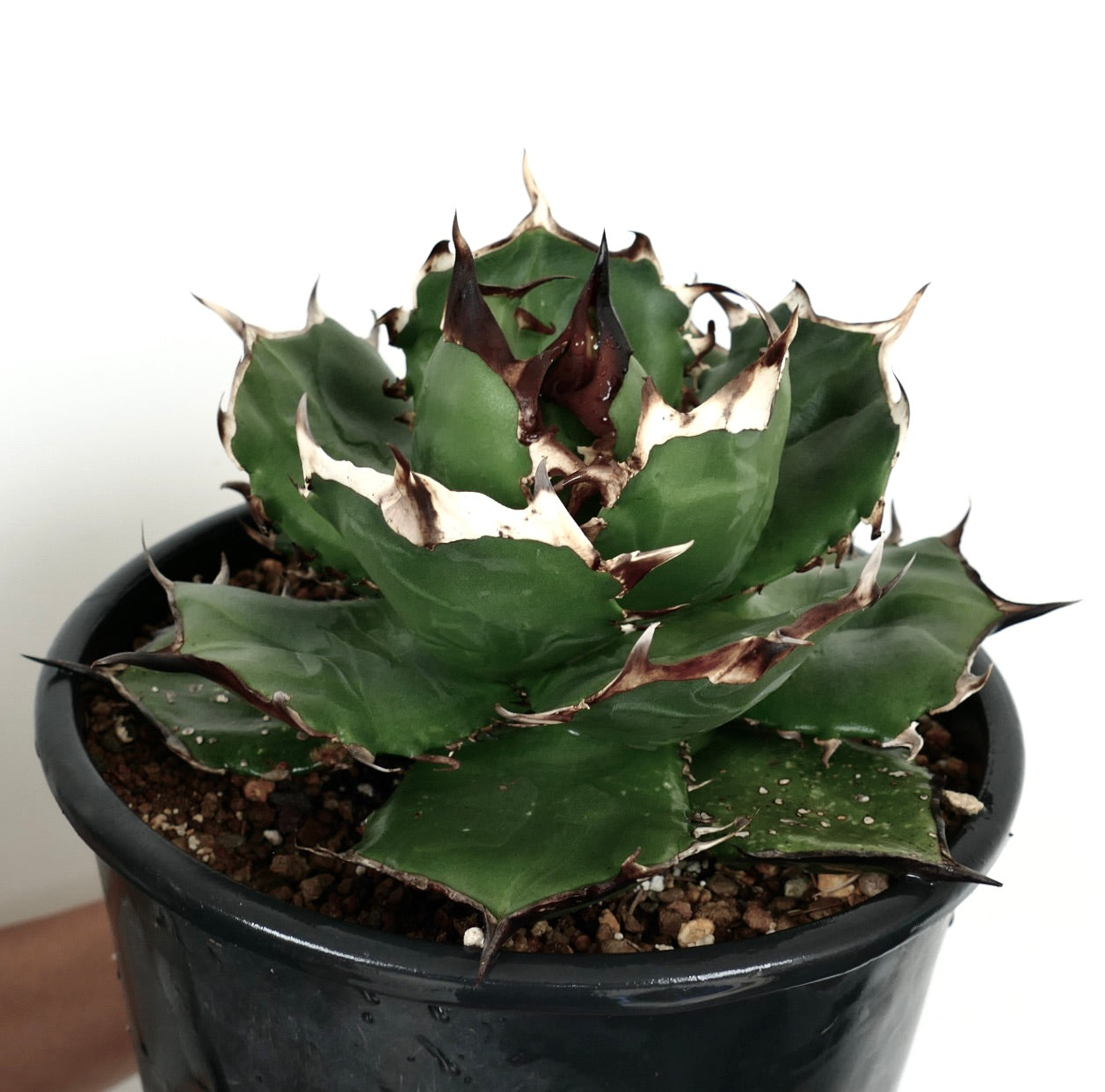 Agave titanota cv FORESTA NERA BH2