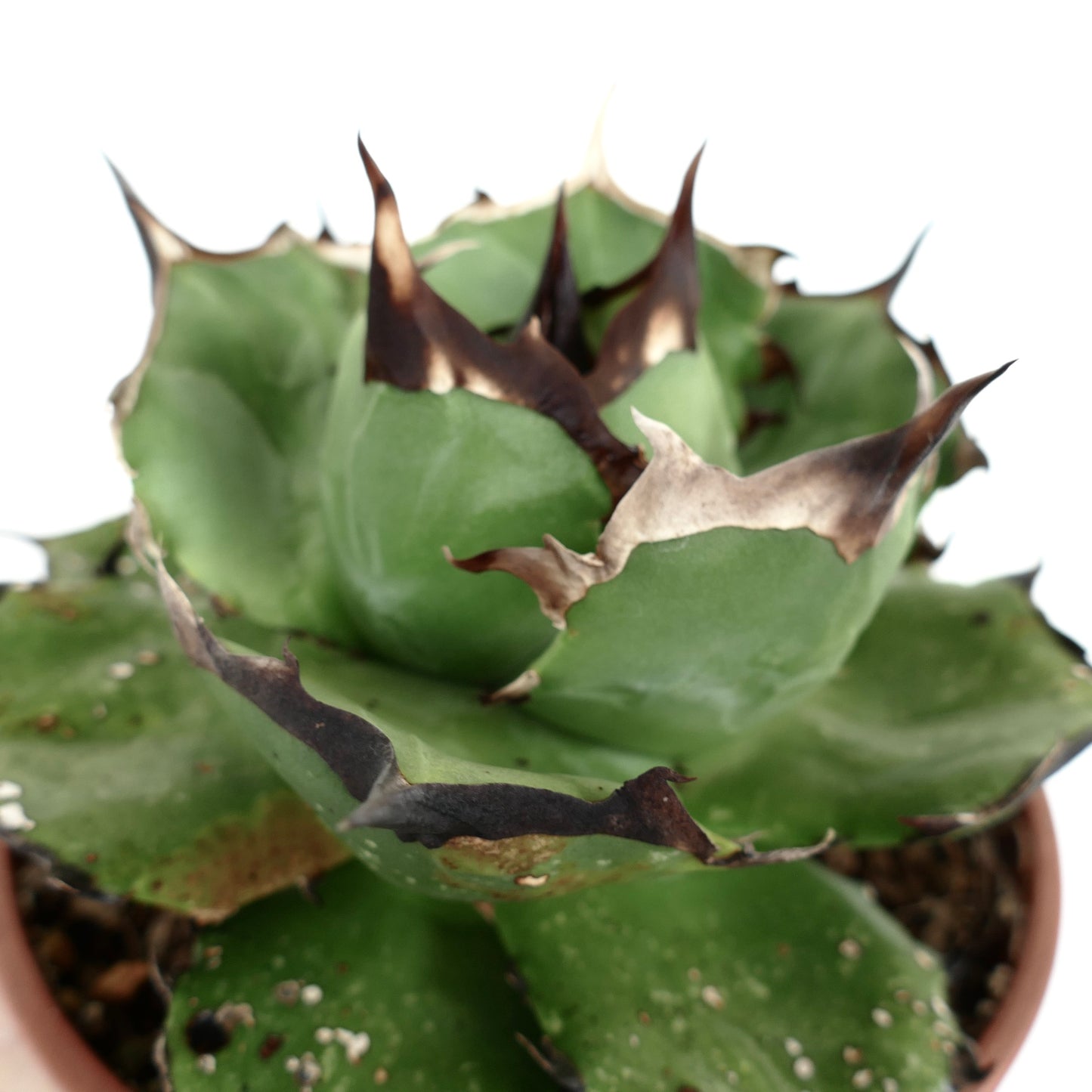 Agave titanota cv FORESTA NERA MM4