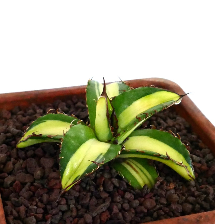 Agave titanota cv Himawari variegated succulent with thick green and yellow leaves and sharp spines