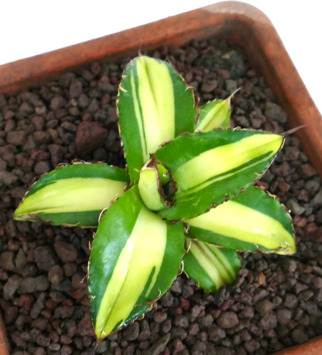 Agave titanota cv Himawari succulent with variegated green and yellow leaves and sharp spines