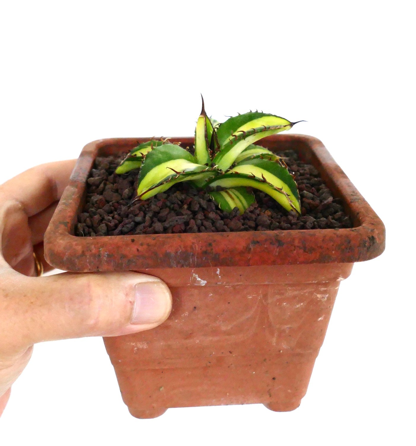 Agave titanota cv Himawari small variegated succulent with sharp spines in terracotta pot