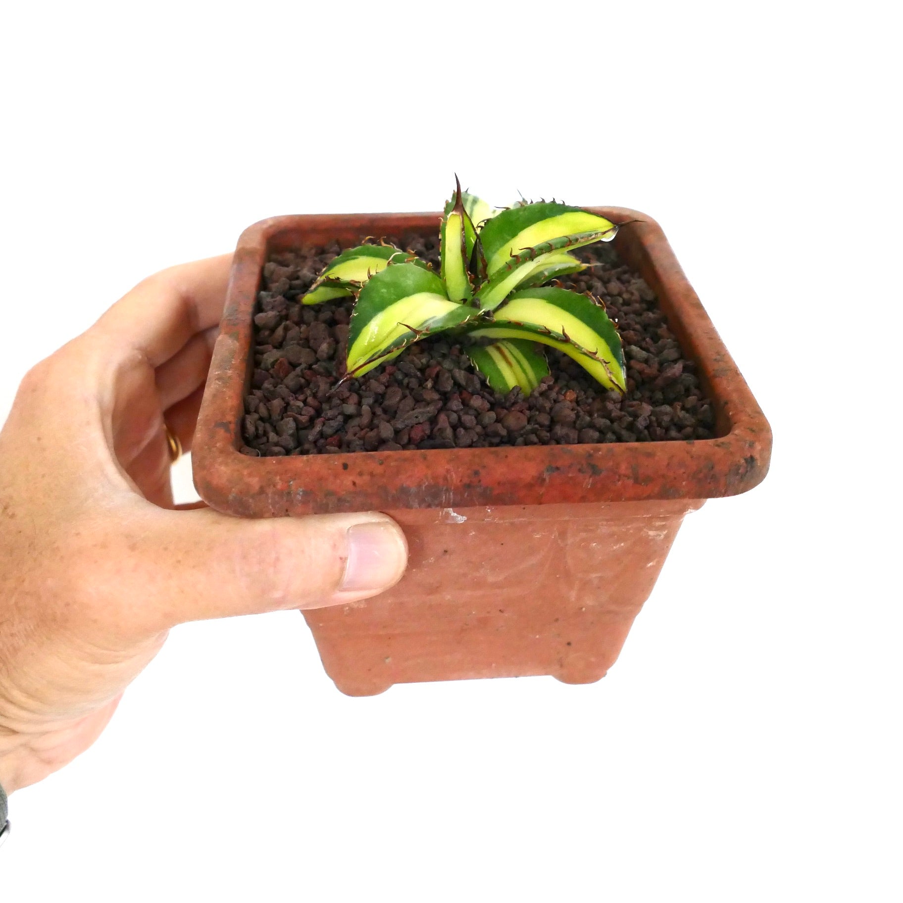 Agave titanota cv Himawari variegated succulent with thick green and yellow leaves and spiny edges in a small pot