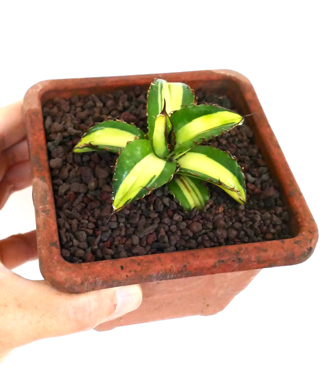 Agave titanota cv Himawari variegated succulent with thick green and yellow leaves and sharp spines in pot