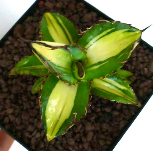 Agave titanota cv Himawari Sukkulente mit breiten, buntlaubigen Blättern und rötlichen Stacheln im Topf