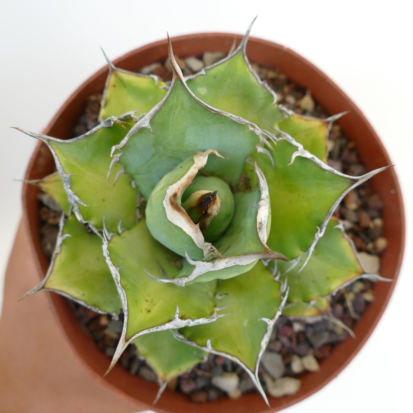 Agave titanota cv JIM CLARK (compact with big final spines)