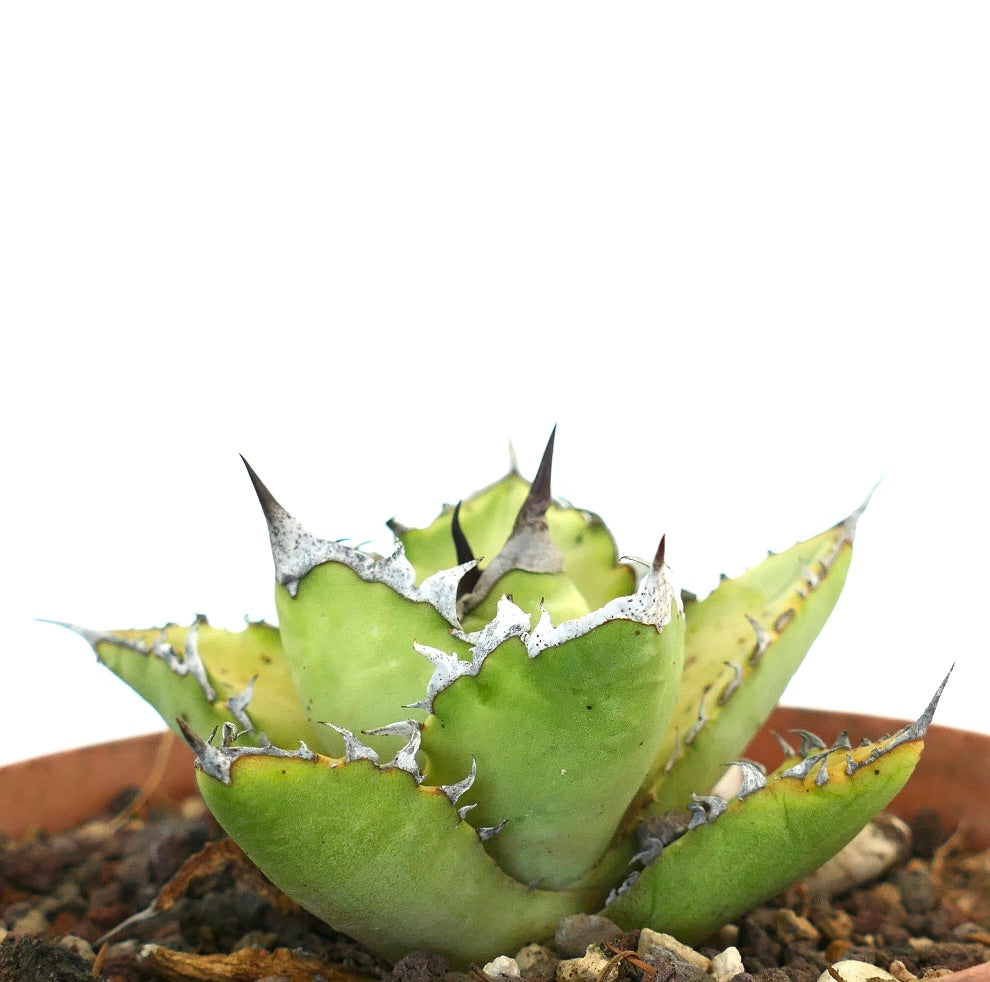 Agave titanota cv JIM CLARK (compact with big final spines)