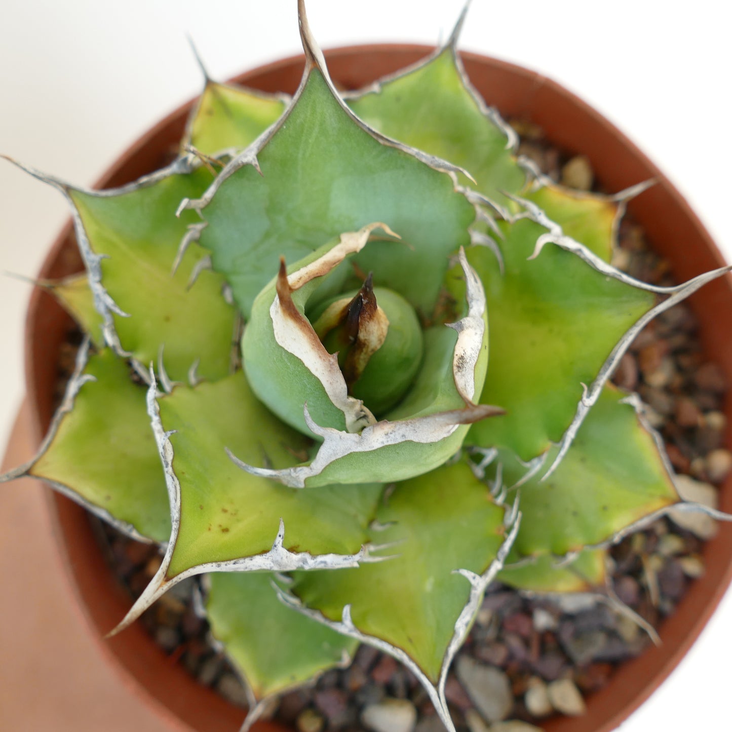 Agave titanota cv JIM CLARK (compact with big final spines)