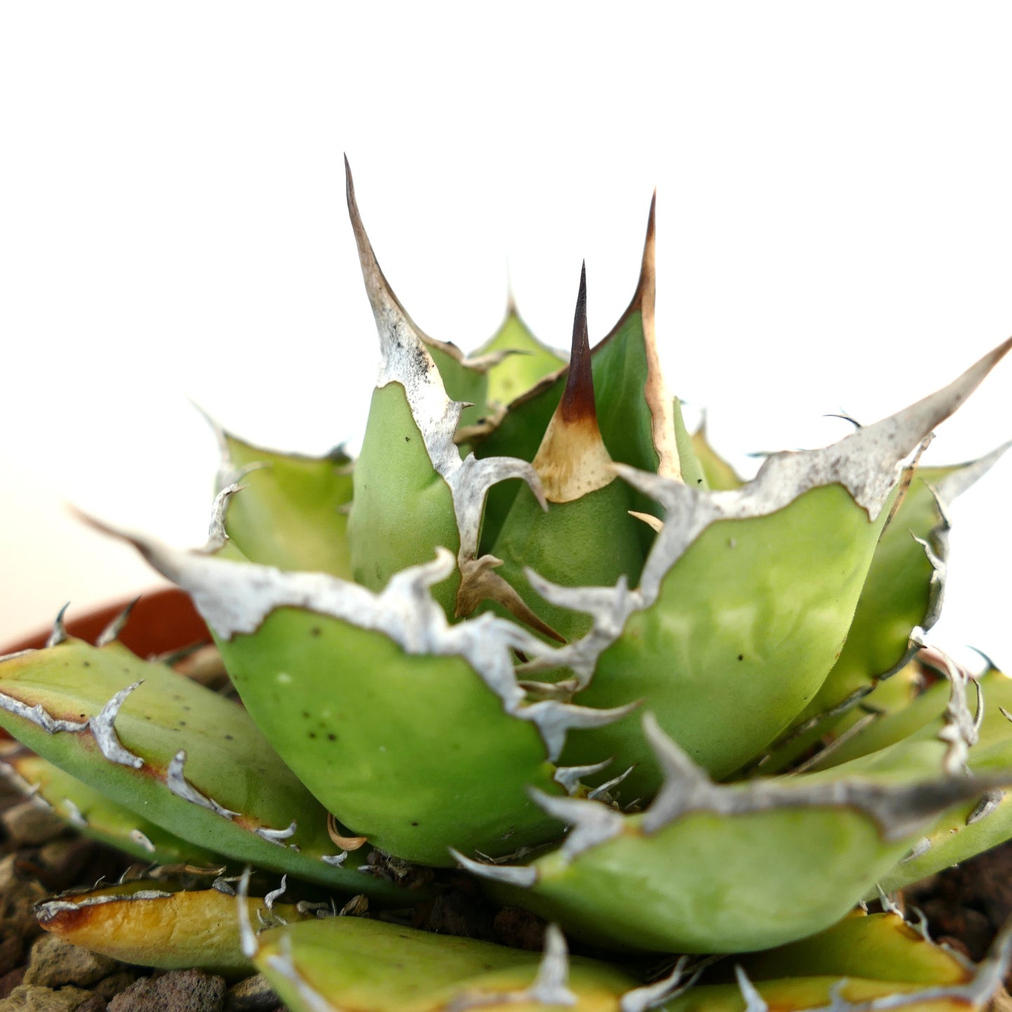 Agave titanota cv JIM CLARK (compact with big final spines)