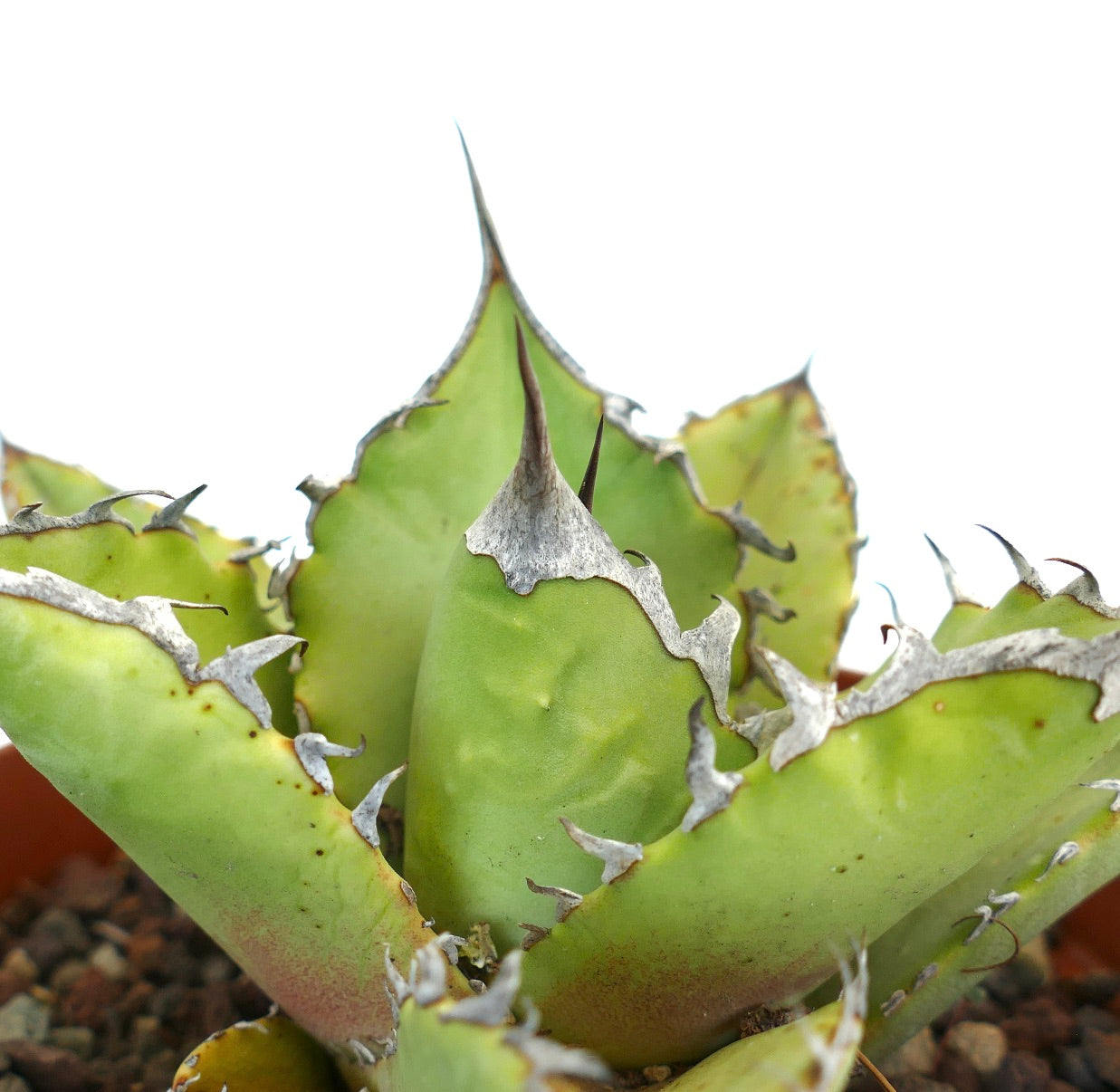 Agave titanota cv JIM CLARK (compact with big final spines)