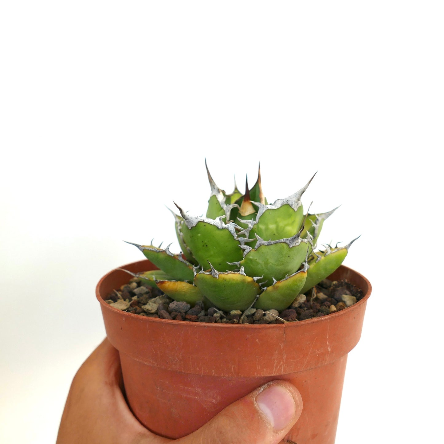 Agave titanota cv JIM CLARK (compact with big final spines)